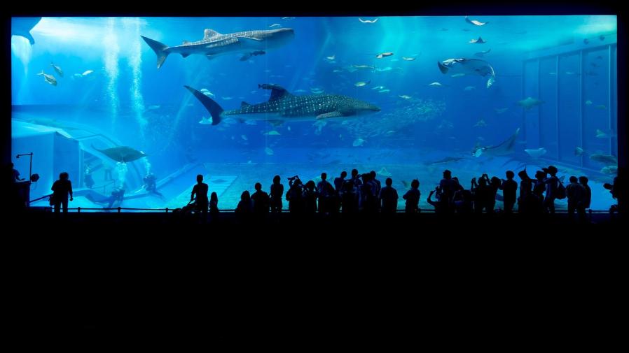 一塊玻璃買一棟房？日本水族館直白警告引熱議的封面圖片