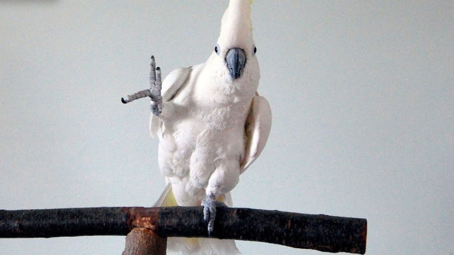 鸚鵡界的「舞王」誕生！澳洲鳳頭鸚鵡30種舞步展現超萌魅力！的封面圖片