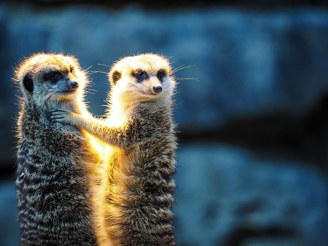 會做夢、能發光、用尖刺聊天——15種動物比你想的聰明100倍！（來源：pixabay）