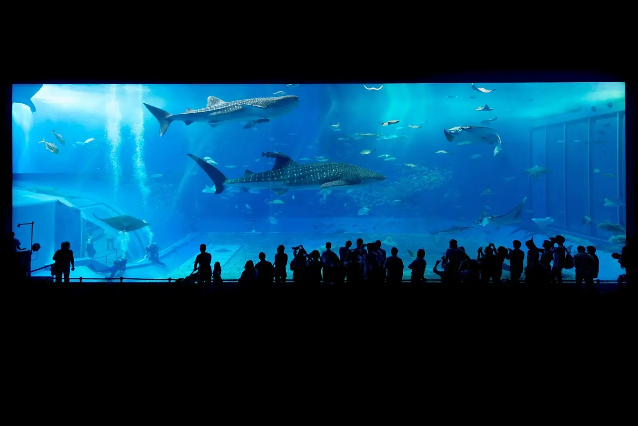 一塊玻璃買一棟房？日本水族館直白警告引熱議。（示意圖來源：pixabay）