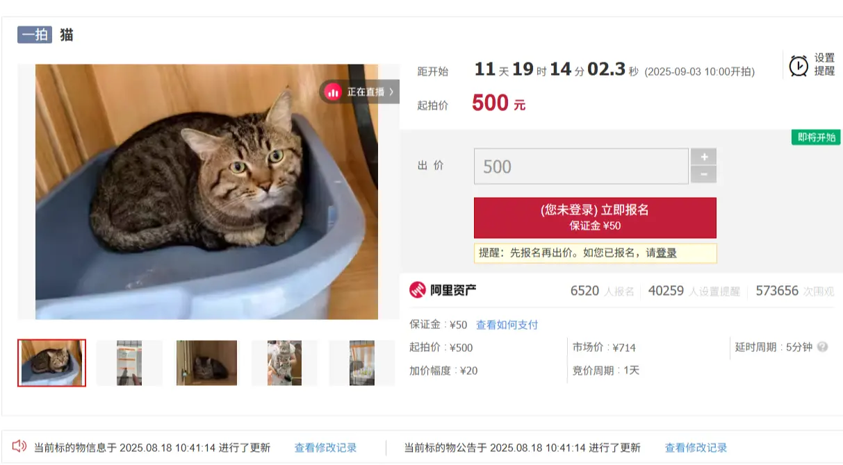 法拍界頂流來了？一隻貓咪引 25 萬人圍觀。（來源：阿里資產/Taobao）