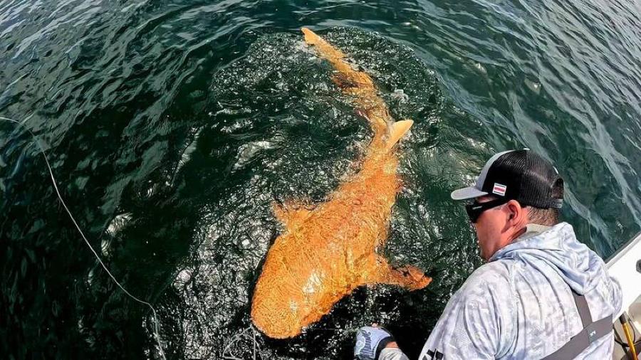 護士鯊靠雙重突變變身全球獨一份食物「海洋橘子糖」，超離奇！的封面圖片