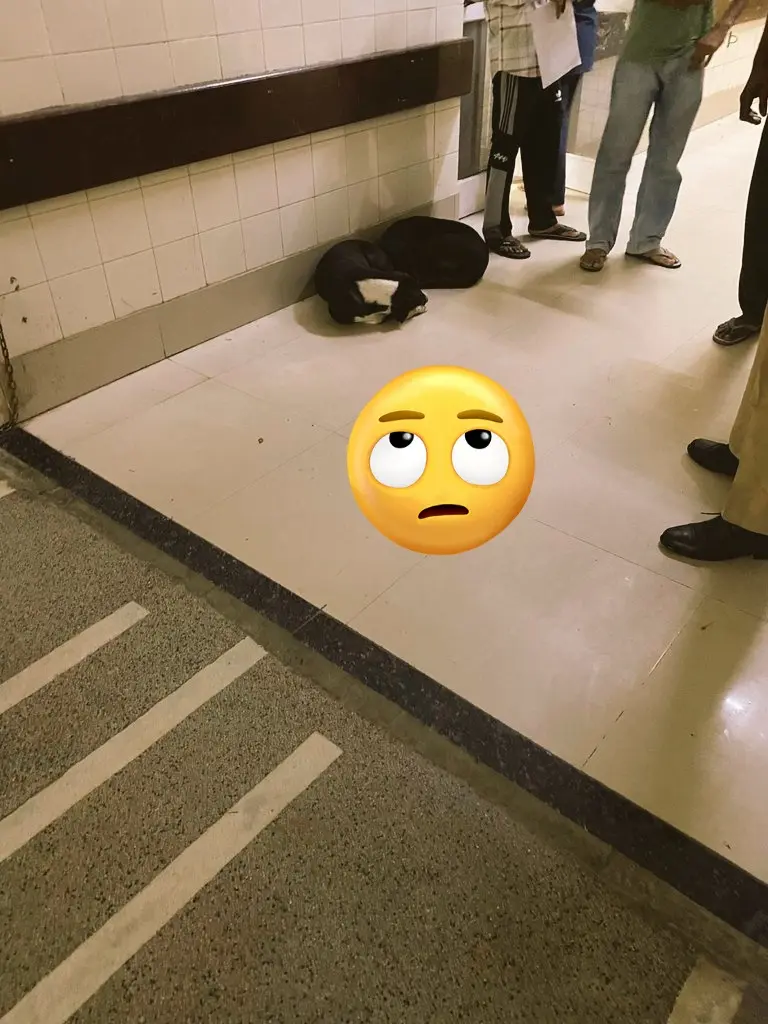 印度旁遮普邦拉金德拉醫院（Rajindra Hospital） 26 日現流浪犬叼嬰兒頭顱遊走的駭人場景，醫院稱未丟遺體疑外來棄尸，警方展開調查，案件也暴露當地棄嬰問題的隱憂。（來源：mediagagan@X）
