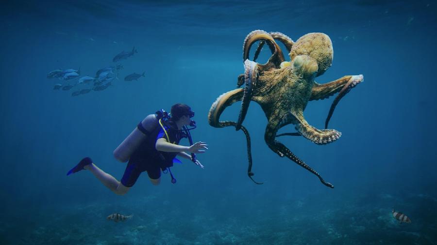 水族館上演意外戲碼，德州六歲男童險遭章魚「強擄」！的封面圖片