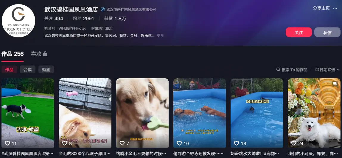 武漢酒店推出狗狗陪睡，日薪高達 200 元！（來源：武漢碧桂園鳳凰酒店 @抖音）