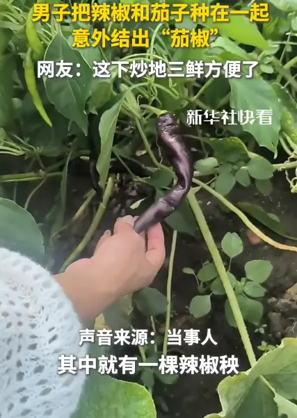 吉林一男子將茄子與辣椒混種，意外收穫「茄椒」—— 紫如茄子、形如辣椒，聞有茄香、吃則辣口。（來源：新華社快看@小紅書）
