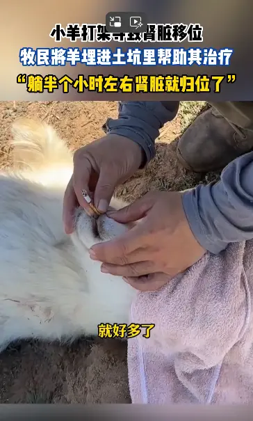 內蒙古鄂爾多斯市的一隻小羊因打架導致腎臟移位，主人用埋沙土、噴菸霧的傳統辦法救治。（來源：影片截圖）