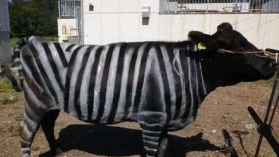 斑馬條紋牛？！日本研究團隊靠這招得搞笑諾貝爾獎的封面圖片