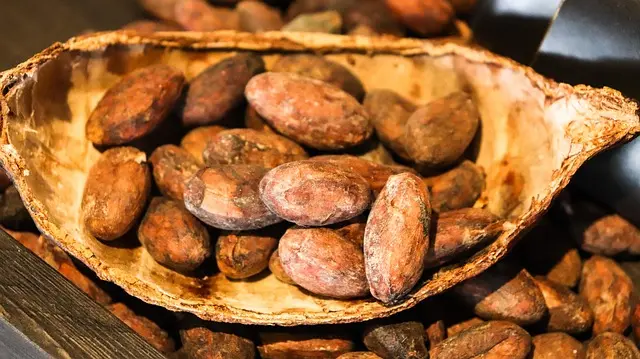過去，可可豆的發酵全靠農園裡的自然微生物，就像「開盲盒」，有時做出的巧克力滿是烘焙堅果、成熟漿果般的豐富風味，有時卻苦味重、風味單調，品質特別不穩定。（示意圖來源：pixabay）
