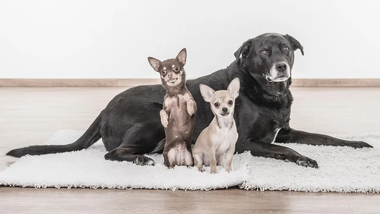 其實老犬黏人從來不是「任性」，隨著年紀增長，牠們的視力、聽力會慢慢退化，對環境的安全感也越來越低，主人的氣味和陪伴，就成了最可靠的「定心丸」。（示意圖來源：pixabay）