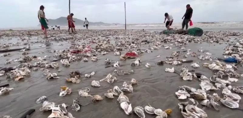 2023年7月17日，位於深汕特別合作區的玉海灣沙灘出現大量生蠔、青口貝、海蠣等海鮮。