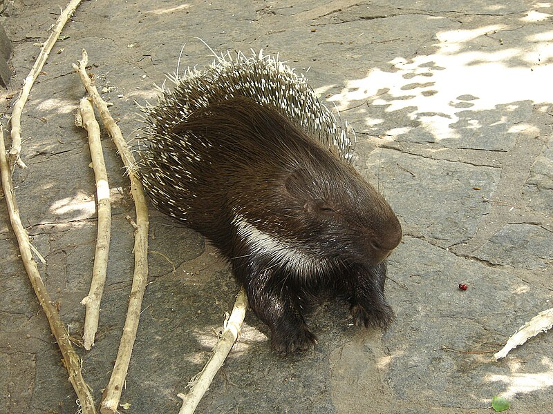 會做夢、能發光、用尖刺聊天——15種動物比你想的聰明100倍！（來源：wikipedia）