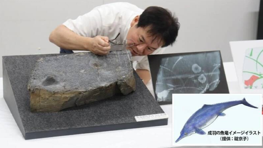日本展出數十年的「三角蛤」化石，竟是2.2 億年前的魚龍「偽裝」！的封面圖片