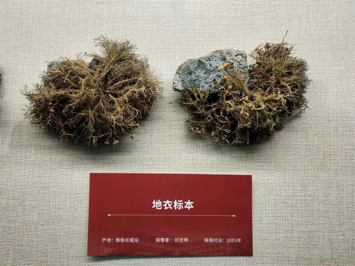 中國地質大學逸夫博物館裏展出的南極地衣標本。（來源：mus.cug.edu）