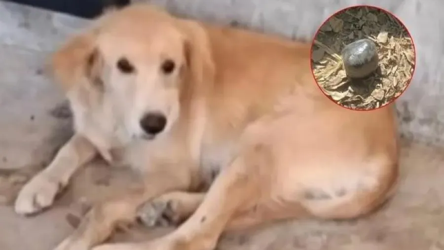 「波」變炸彈！9 歲混血犬險釀慘劇 養寵家庭須知 5 大防範要點的封面圖片