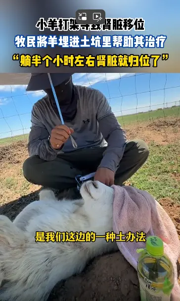 內蒙古鄂爾多斯市的一隻小羊因打架導致腎臟移位，主人用埋沙土、噴菸霧的傳統辦法救治。（來源：影片截圖）