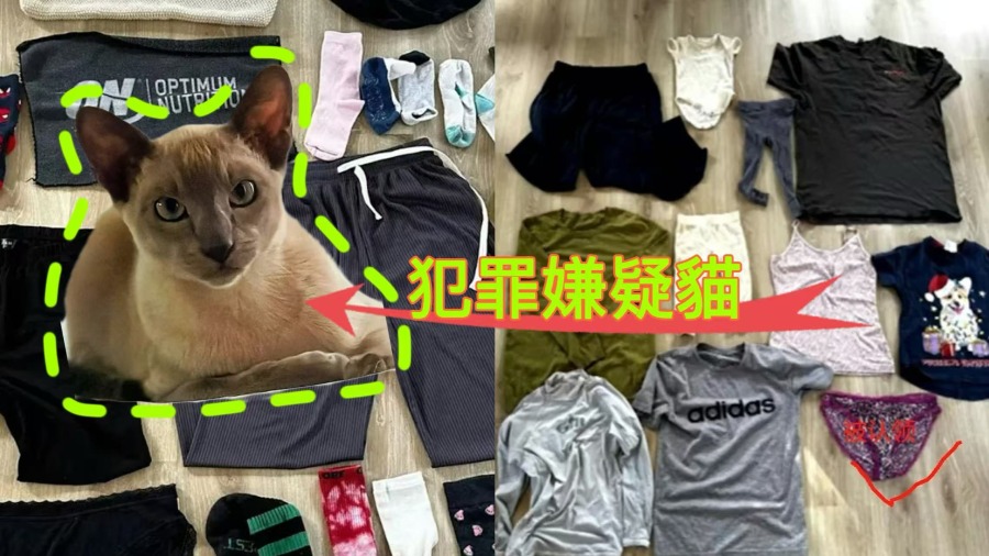 貓咪也懂奢侈品？紐西蘭小貓專偷名牌內褲成社區奇談的封面圖片