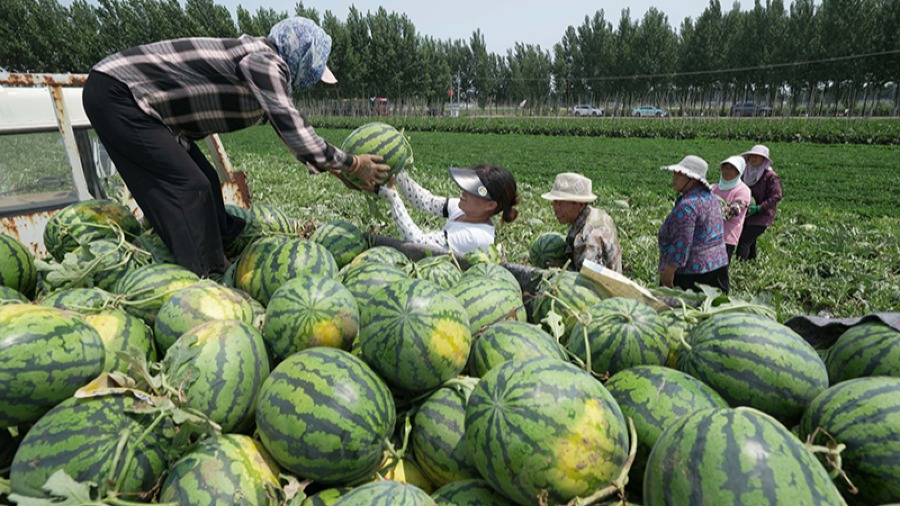 中國人均吃西瓜100斤 世界第一的封面圖片