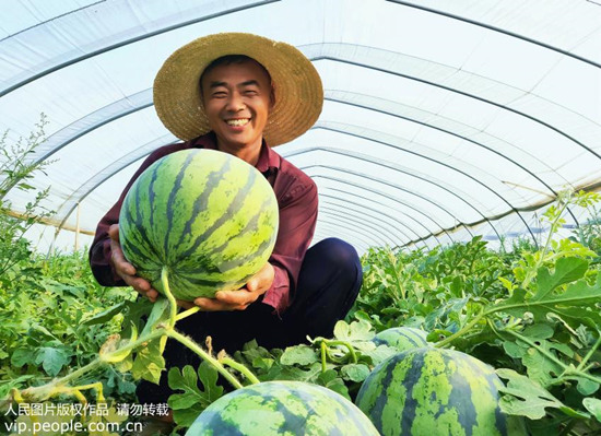 江蘇省宿遷市沭陽縣錢集鎮槽坊村西瓜種植戶陳叢勝在大棚裡高興地採摘西瓜。（人民網圖片）