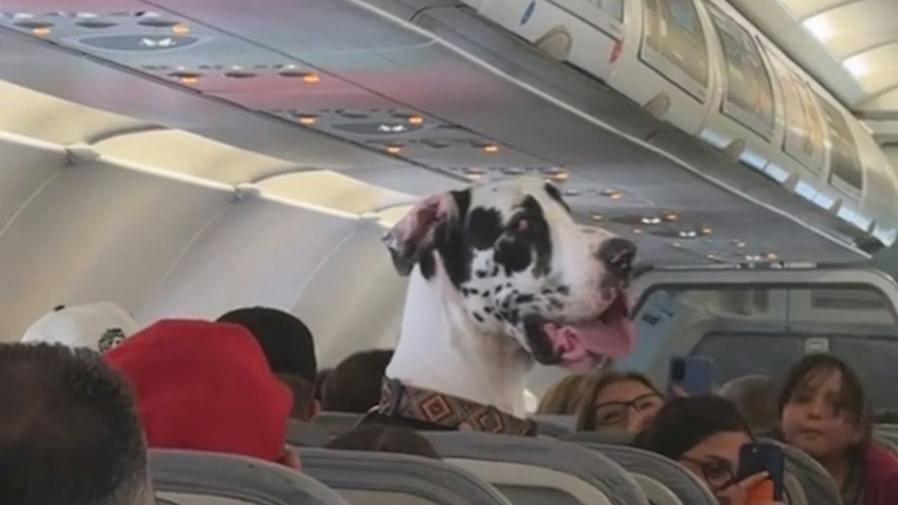 神奇畫面！大丹犬與人同坐飛機客艙的封面圖片