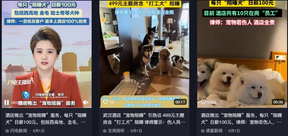 最近，武漢市一間寵物友善飯店推出的「毛孩陪睡」服務，瞬間成為討論焦點！（來源：@抖音）