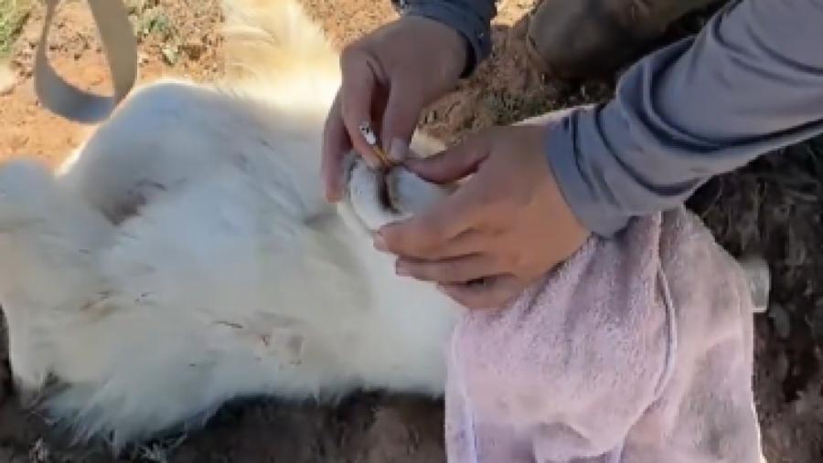腎臟移位不用看獸醫？內蒙古小羊靠沙土和香菸就能好？的封面圖片