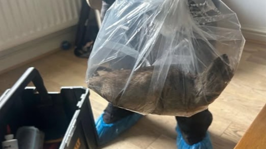 英國社區捕獲長達 56 公分「超級巨鼠」，背後原因不簡單！的封面圖片