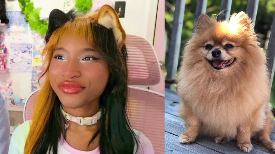 美國女子自認「博美犬」還與戀人玩互動遊戲，這樣的生活竟充滿快樂？的封面圖片