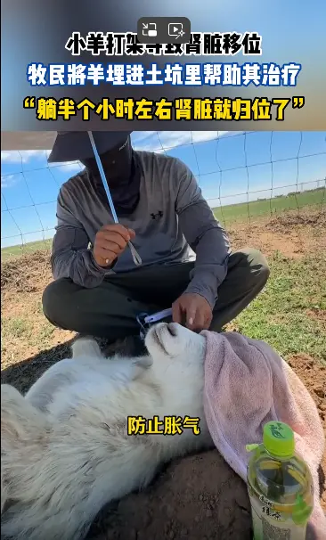 內蒙古鄂爾多斯市的一隻小羊因打架導致腎臟移位，主人用埋沙土、噴菸霧的傳統辦法救治。（來源：影片截圖）