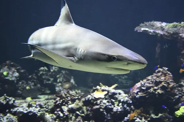 不到一周就瘋狂撞牆！大白鯨為何一進水族館就「自殘」？（示意圖來源：pixabay）