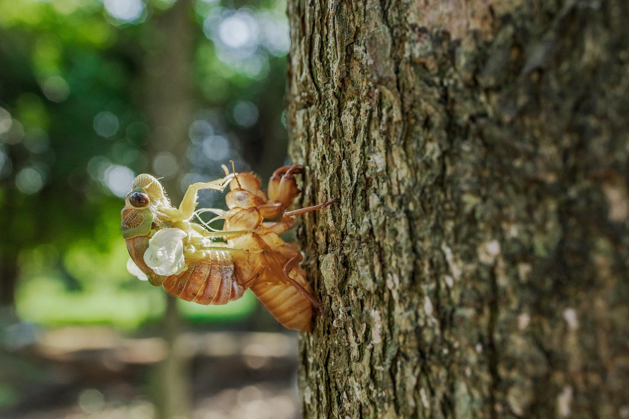 知了猴，其實是蟬的若蟲，學名「金蟬」。（來源：pixabay）