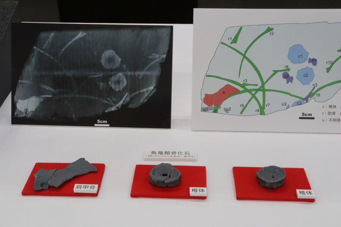 以複製品還原的（左起）肩胛骨與兩個椎體。（來源：日本岡山理科大學）