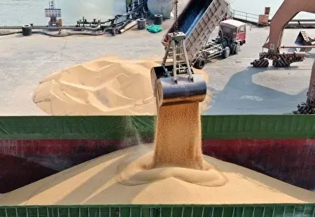 中國以往是美國大豆的主要出口地。(資料圖片)