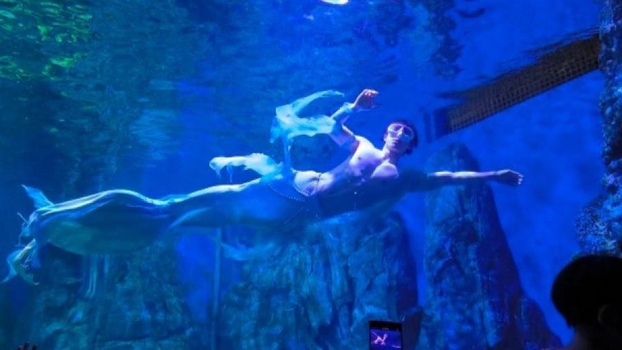 武漢海洋館「男美人魚」爆紅！竟是跳水選手？的封面圖片