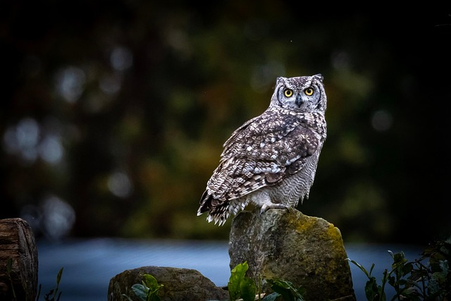 會做夢、能發光、用尖刺聊天——15種動物比你想的聰明100倍！（來源：pixabay）