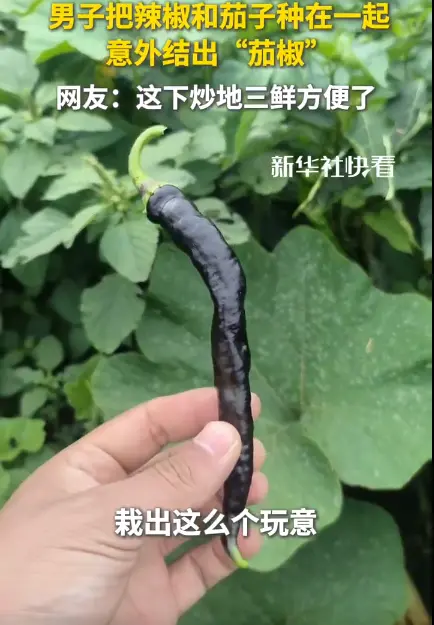 吉林一男子將茄子與辣椒混種，意外收穫「茄椒」—— 紫如茄子、形如辣椒，聞有茄香、吃則辣口。（來源：新華社快看@小紅書）