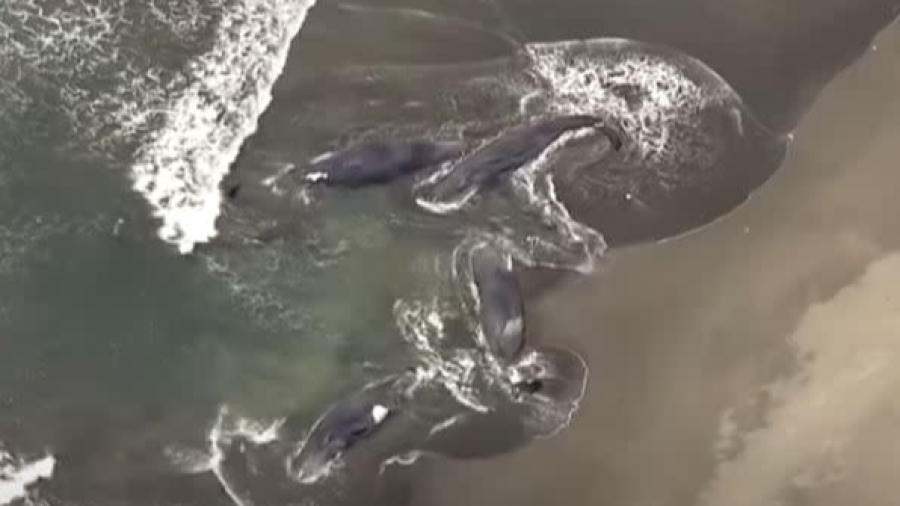 日本海岸4頭抹香鯨集體擱淺撞上強震，背後暗藏玄機？的封面圖片